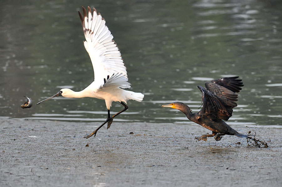 bf spoonbil fish cormorant DSC_8326.jpg