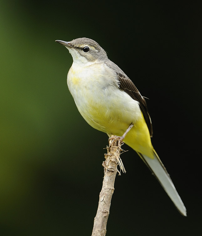 grey wagtail DSC_4938.jpg