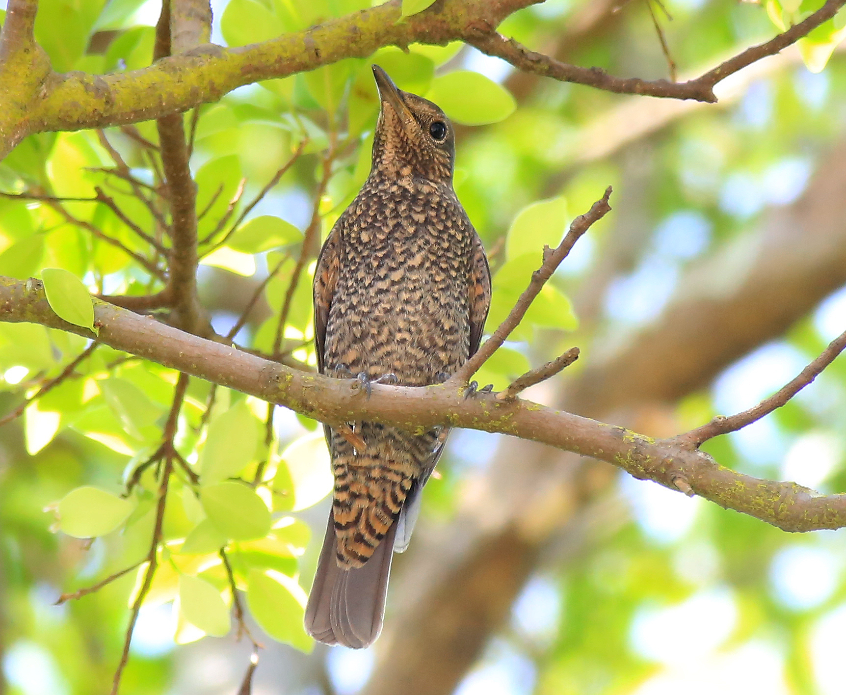 Blue Rock Thrush (f) 2.JPG