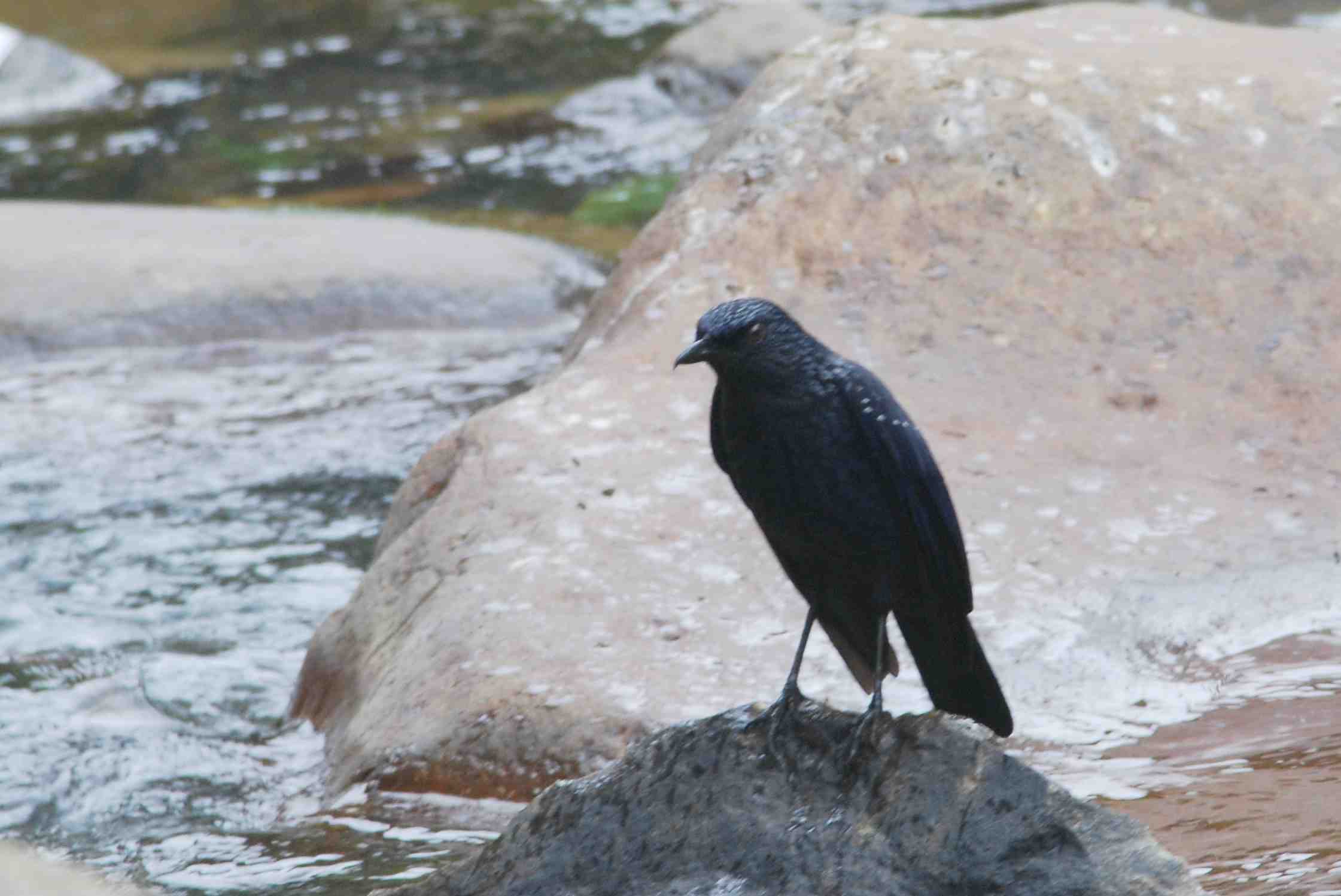 Blue Whistling Thrush.jpg