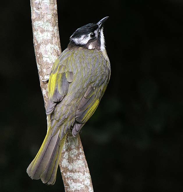 chinese bulbul DSCN0223.jpg