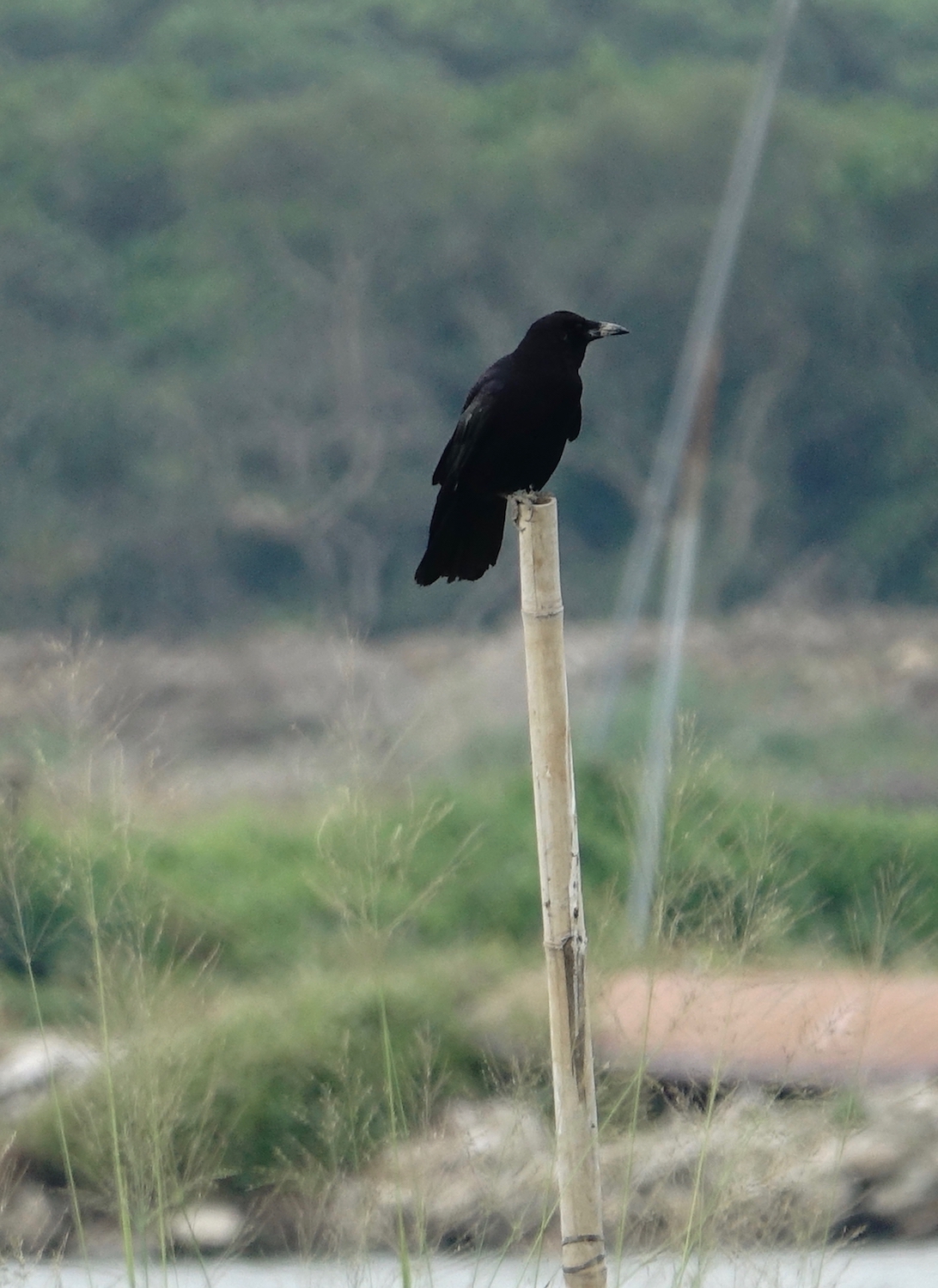 DSC08875 Rook @ Lut Chau.jpg