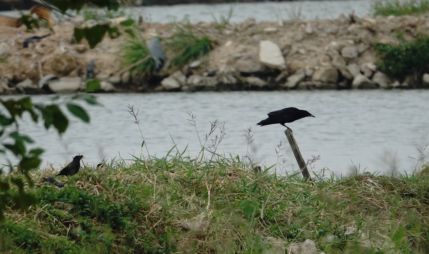 DSC08876 Rook @ Lut Chau.jpg