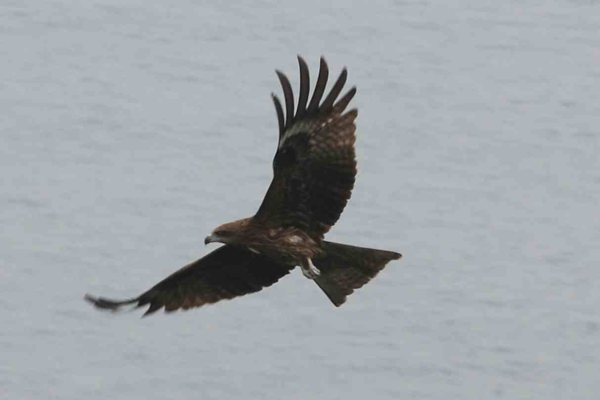 Black Kite.jpg