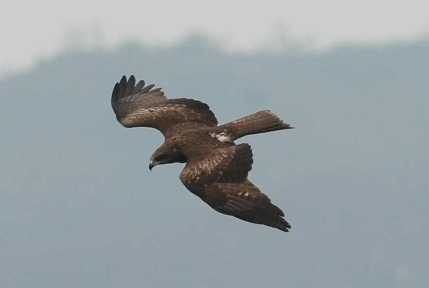 Black Kite (2).jpg