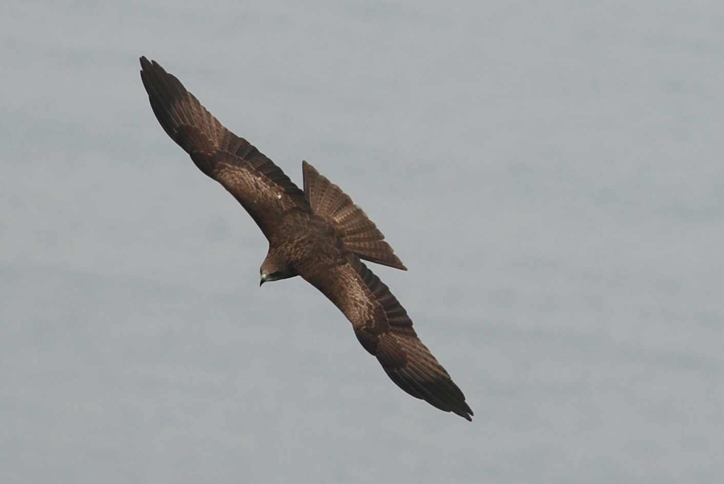 Black Kite (4).jpg