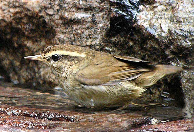 asian stubtail warbler DSCN0651.jpg