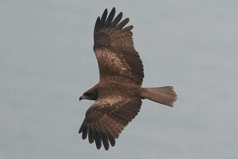 Black Kite (6).jpg