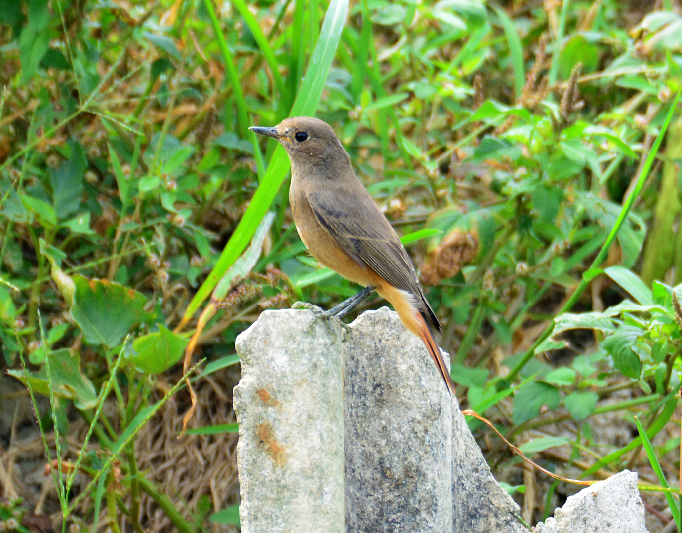 D71_5487 赭紅尾鴝Black Redstart.jpg