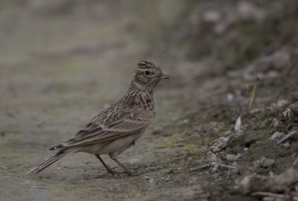 Eurasian Skylark 875A7736.jpg