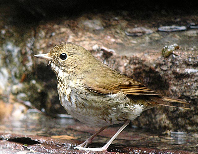 rufous tailed robinDSCN0631.jpg