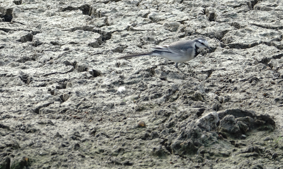 DSC09184 Wagtail sp @ San Tin.jpg