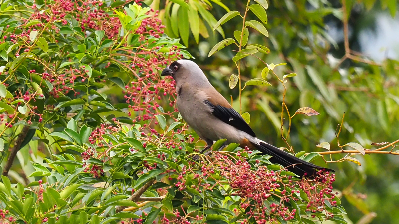 GreyTreepie2.jpg