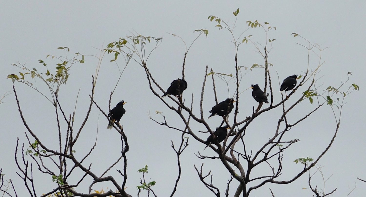 DSC09465 White-vented Myna @ Mai Po.jpg