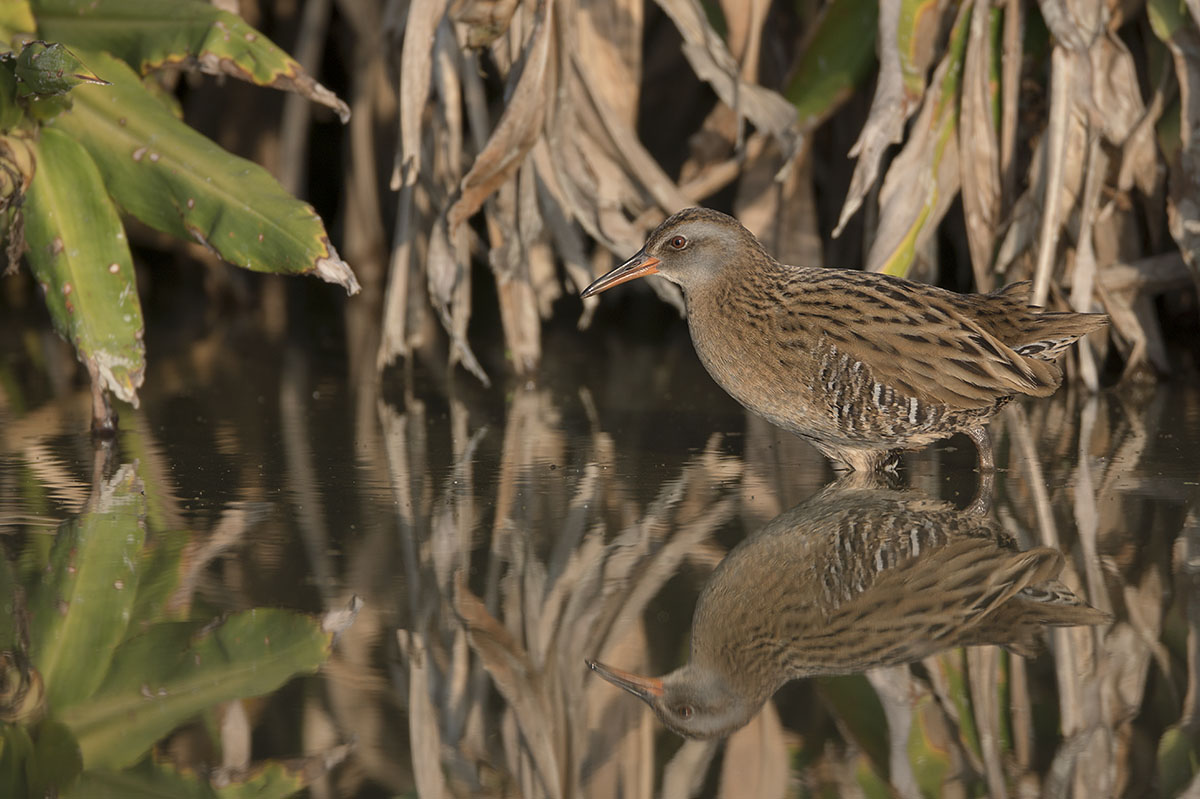 Water Rail DSC06393.jpg