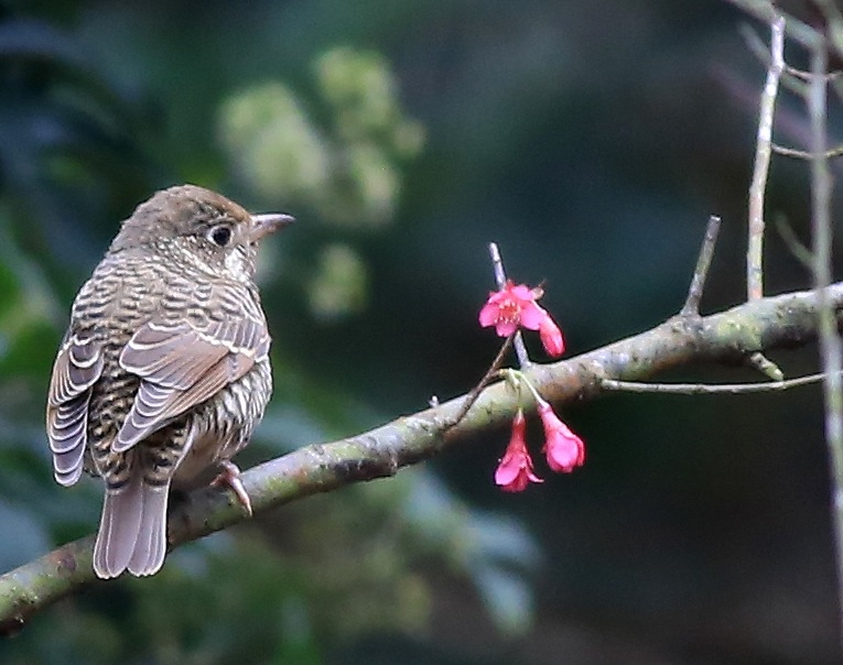 White-throated Rock Thrush (f).jpg