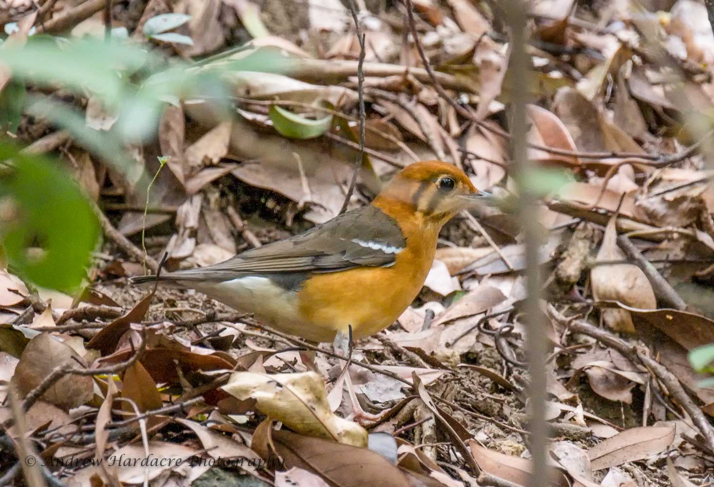 Geokichla citrina.jpg