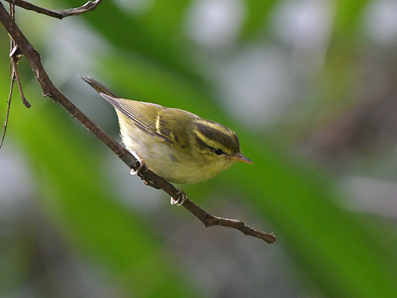 DSC_6114 Hartert's Leaf Warbler.JPG