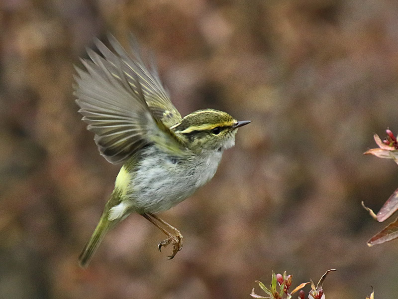 5V7A2965 Pallas's Leaf Warbler.JPG