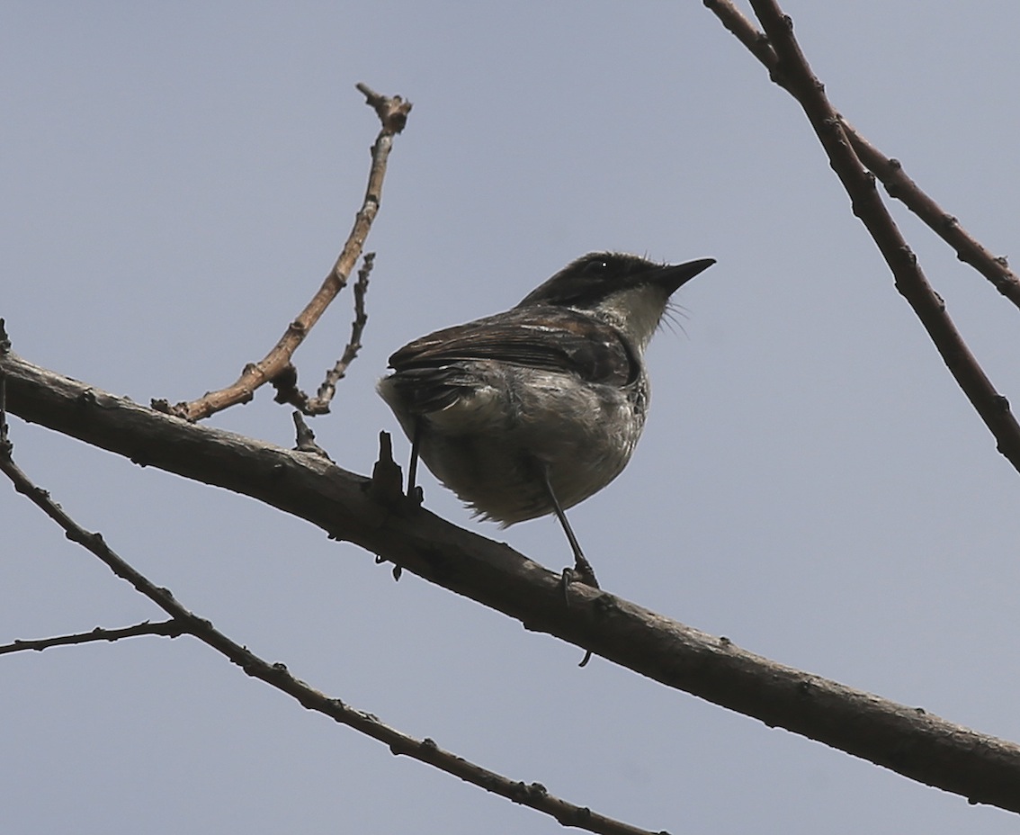 Grey Bushcaht (m) 5a.jpg