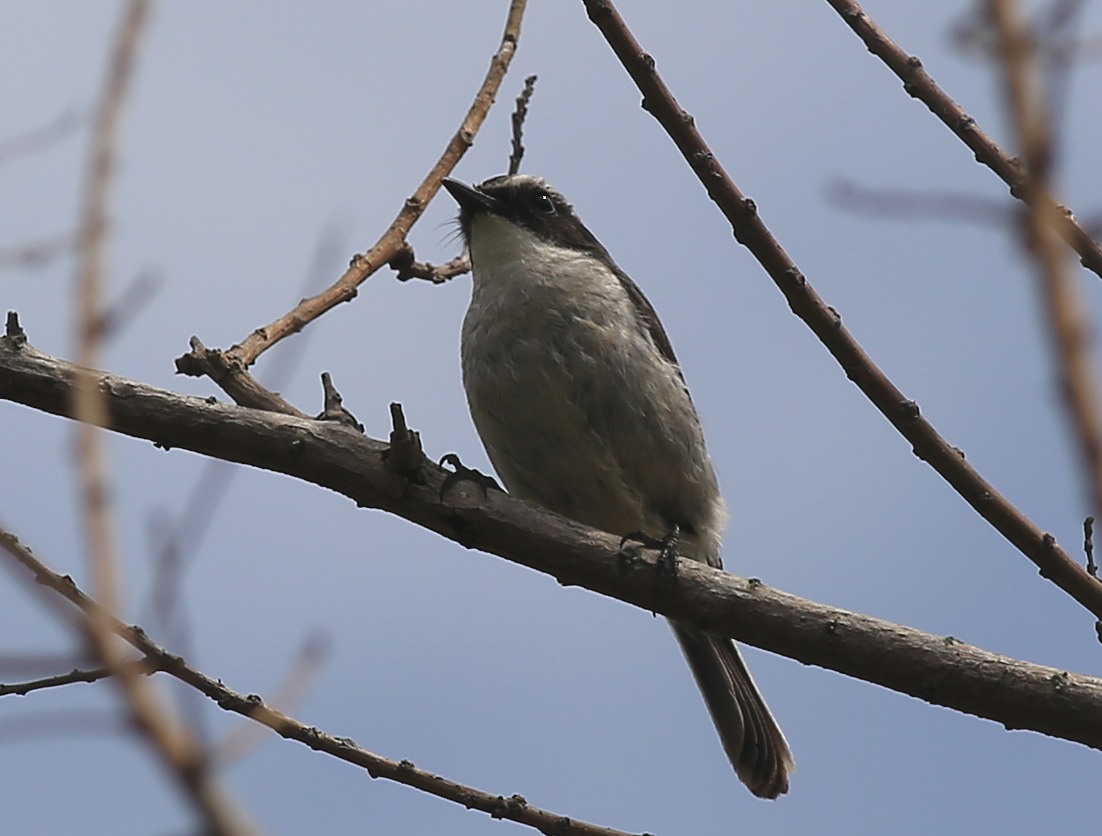 Grey Bushcaht (m) 11a.jpg