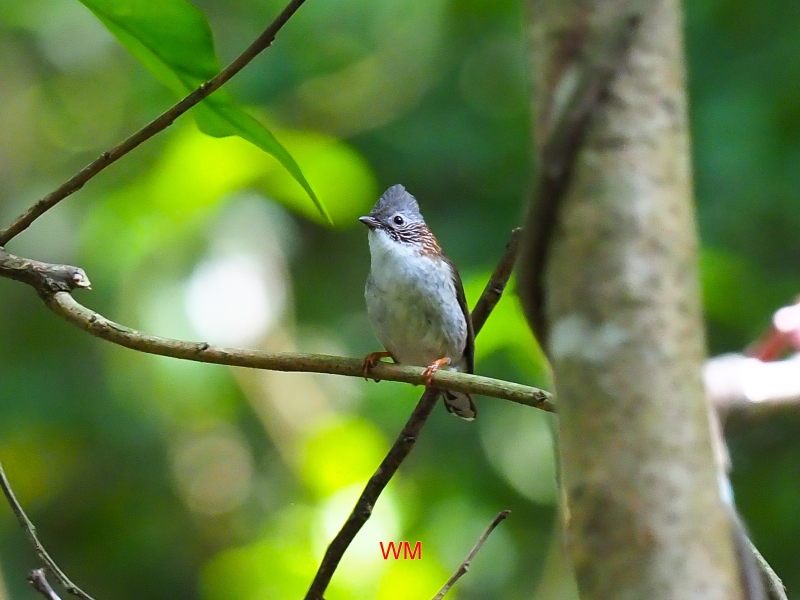 StriatedYuhina1.jpg