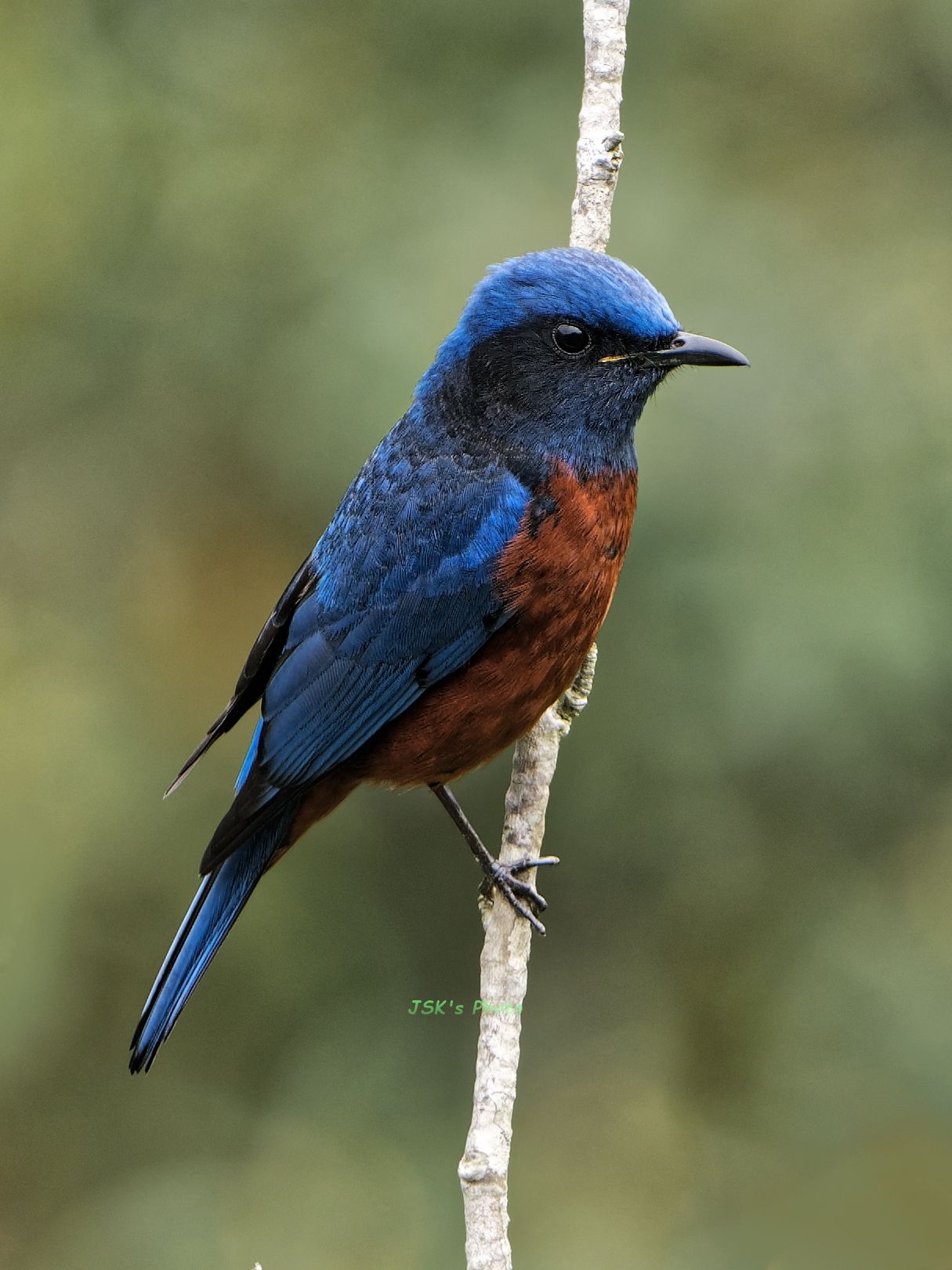 Chestnut-bellied Rock Thrush (male) 栗腹磯鶇(雄) - Thrushes 鶇 