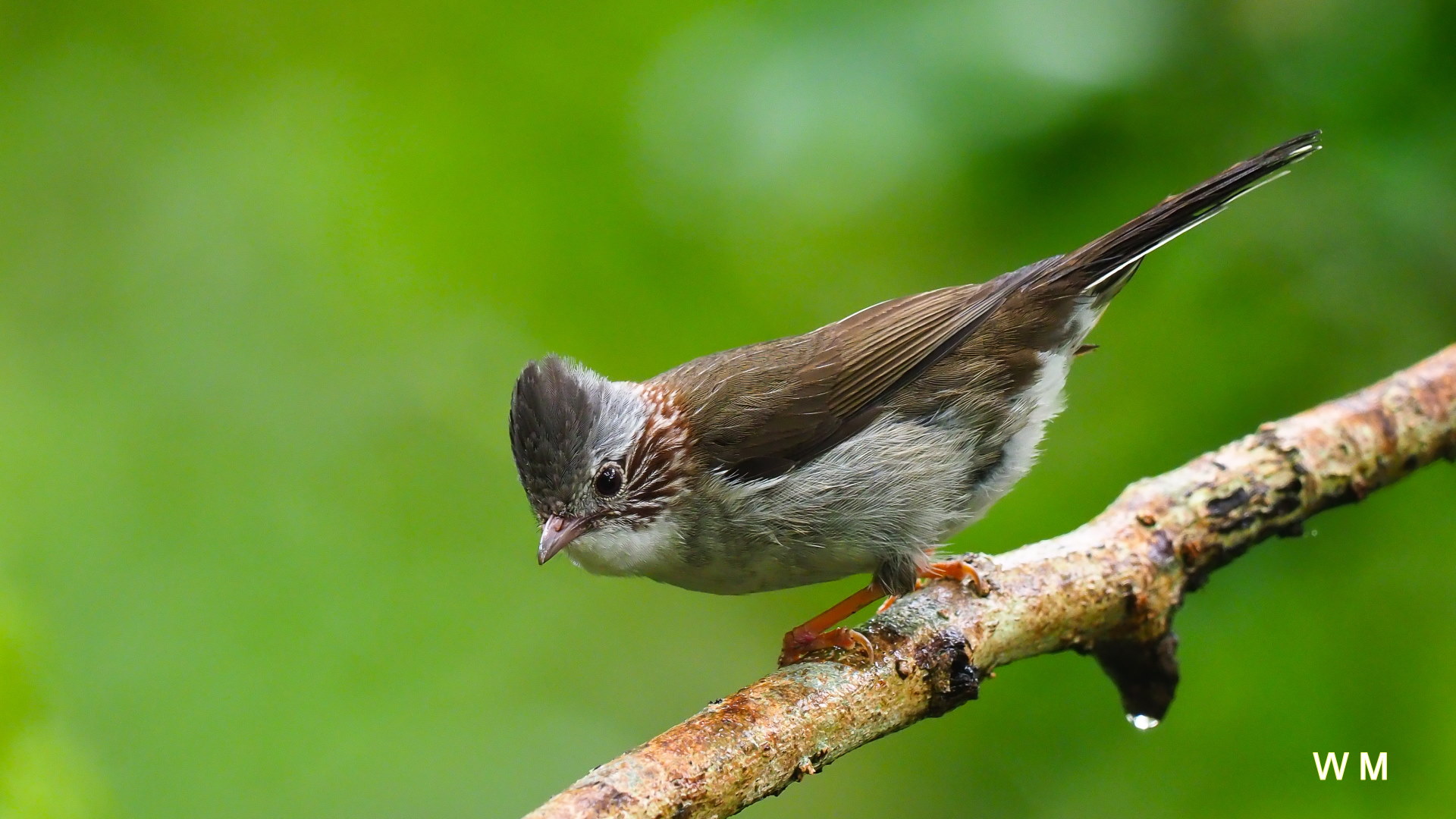 StriatedYuhina1.jpg