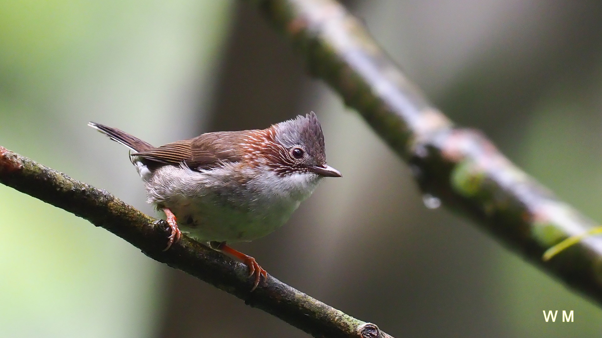 StriatedYuhina2.jpg