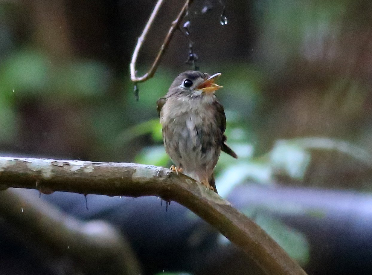 Brown-breasted Flycatcher.jpg