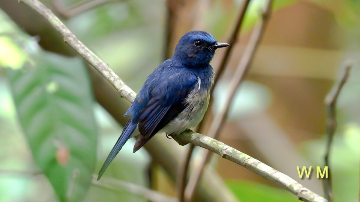 HainanBlueFlycatcher(Male).jpg