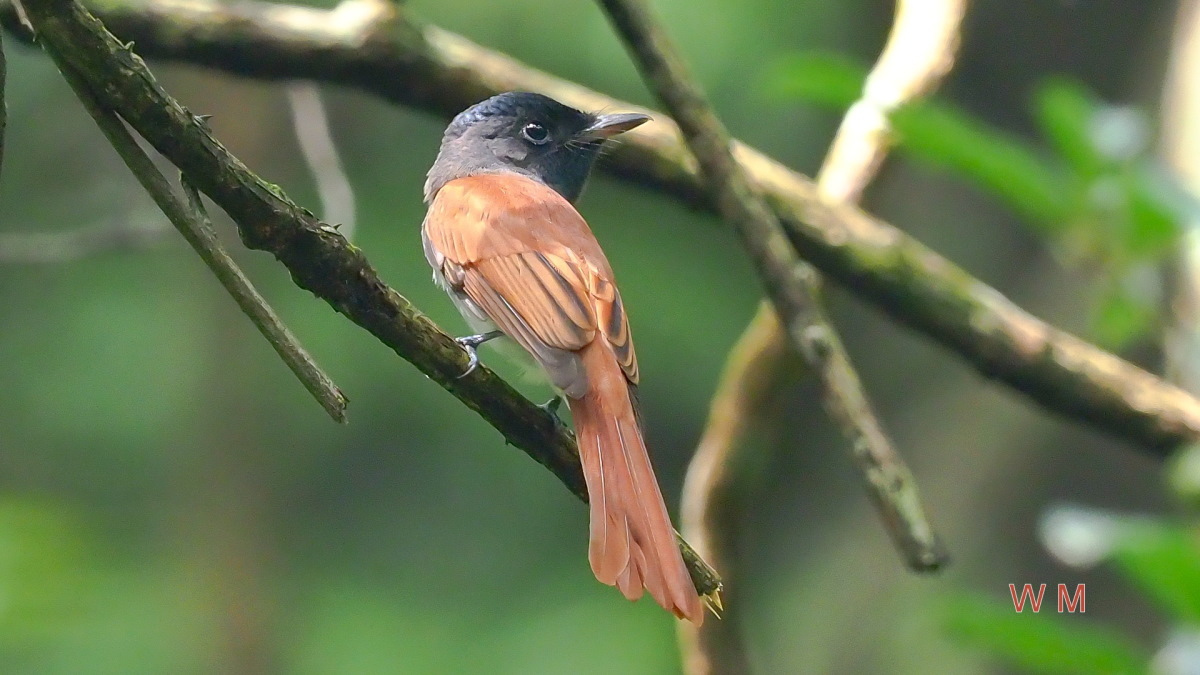 AsianParadiseFlycatcher.jpg