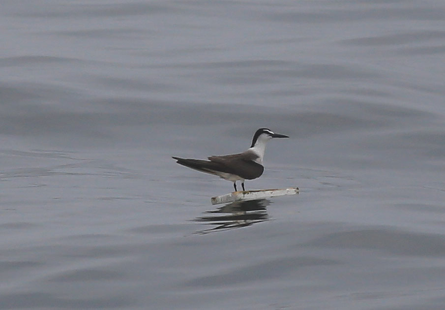 Bridled Tern 1.JPG