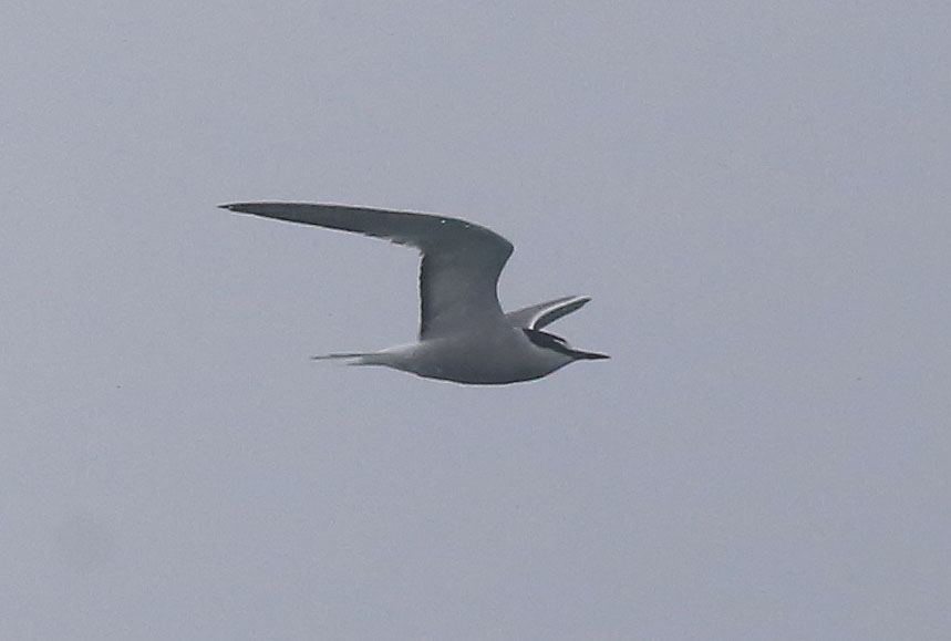 Aleutian Tern 6.JPG