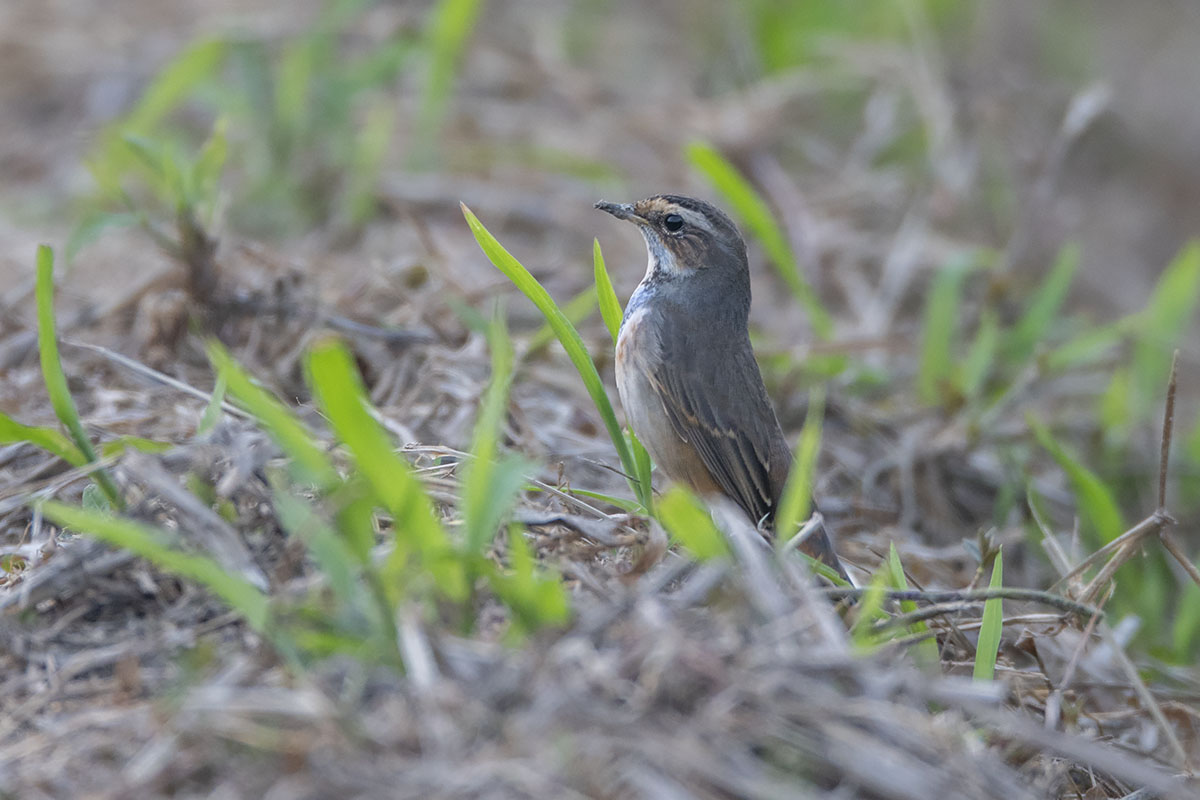 Blue Throat DSC04230.jpg