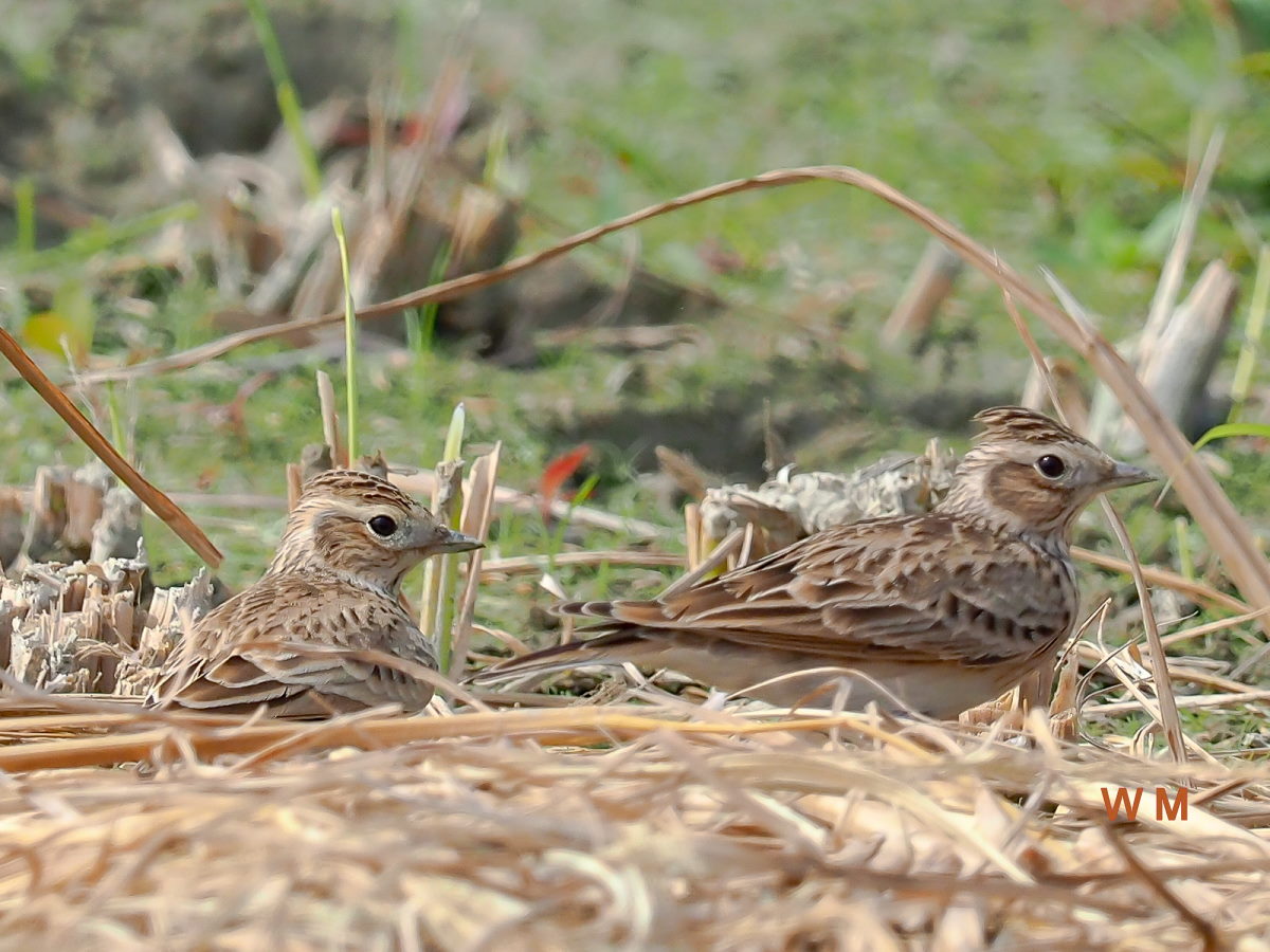 Eurasian Skylark_2.jpg