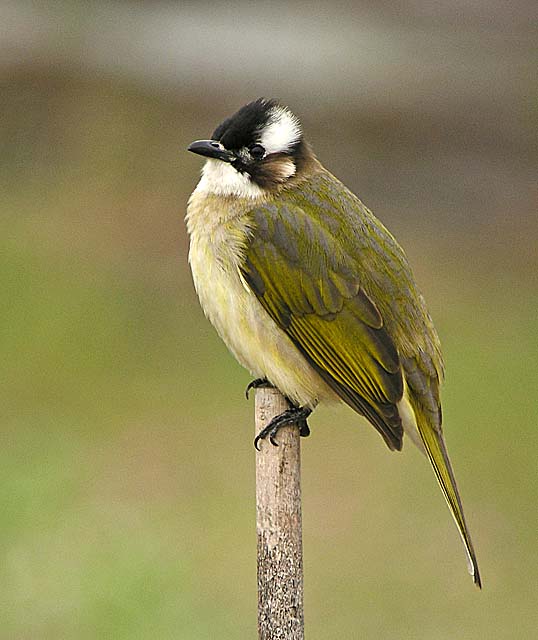 chinese bulbul DSCN2914.jpg