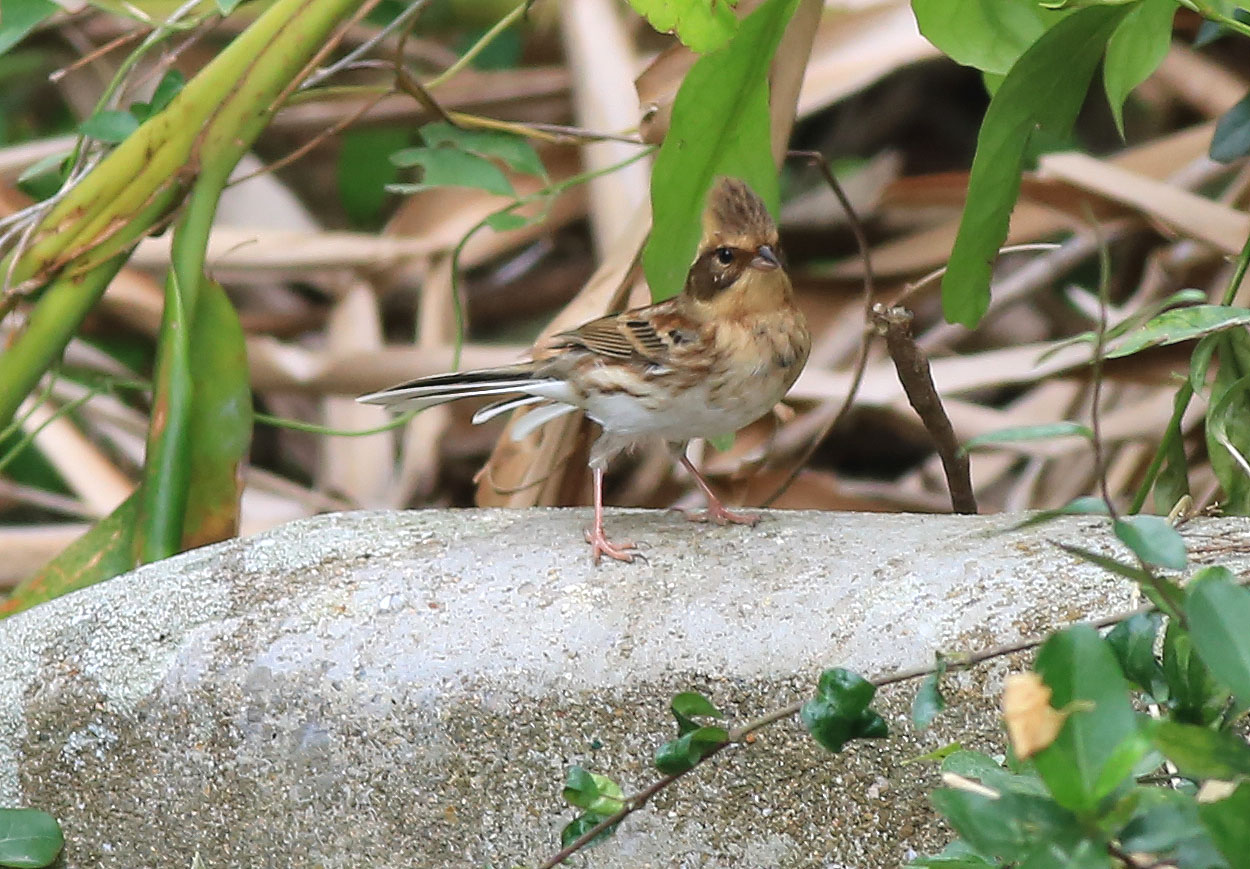 Yellow-throated Bunting 4.JPG