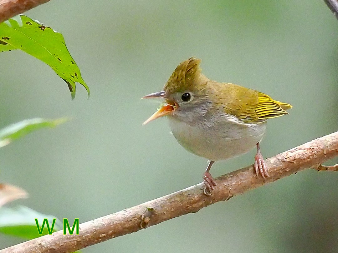 White-bellied Yuhina_1.jpg