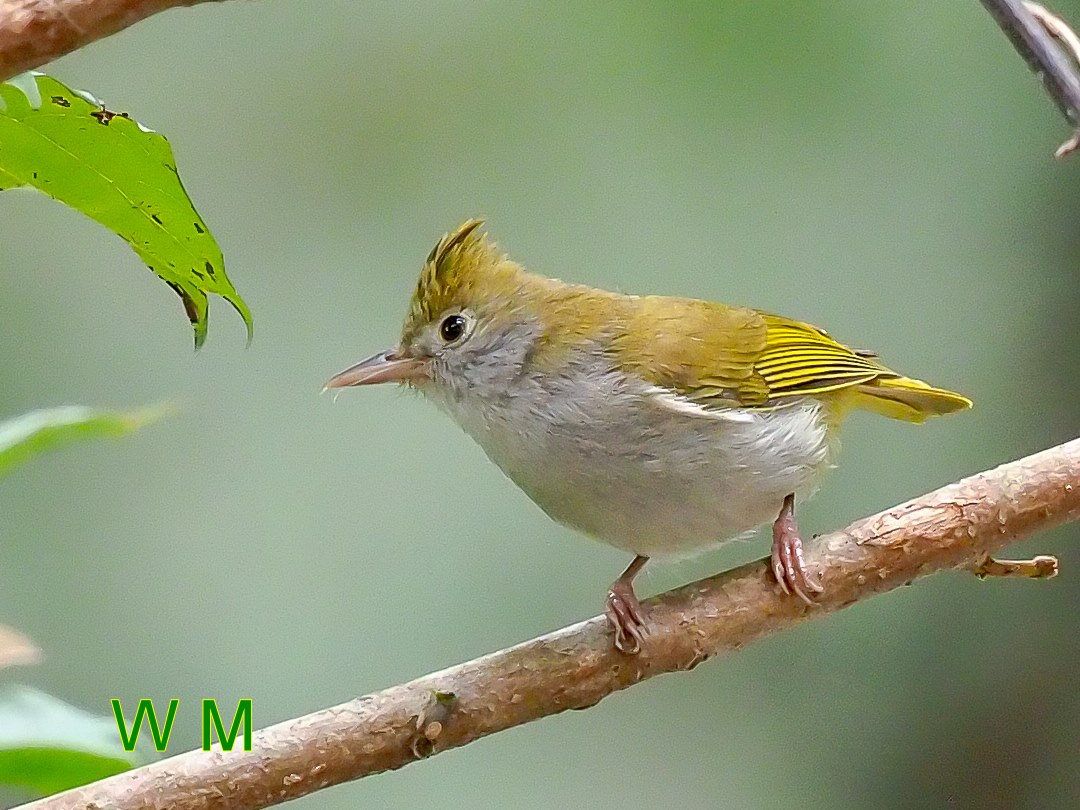 White-bellied Yuhina_2.jpg