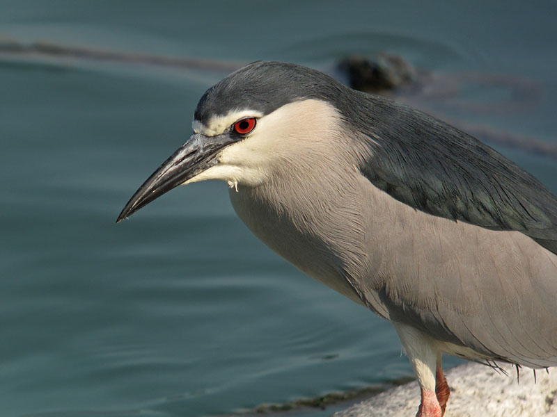 bc night heron G10 kw25x 12.1mm iso200 IMG_0079.jpg