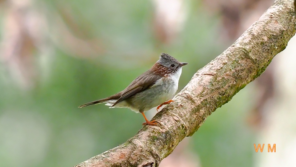 StriatedYuhina1.jpg