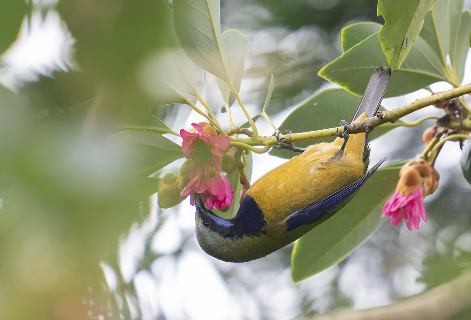 Orange-bellied Leafbird DSC06924.jpg