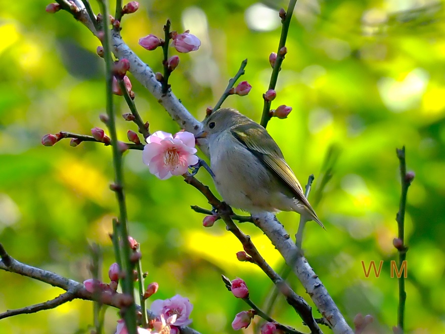 Fire-Capped Tit(F)01.jpg