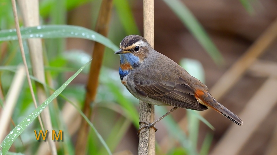 Bluethroat01.jpg