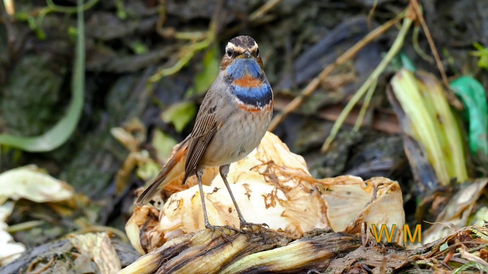 Bluethroat02.jpg