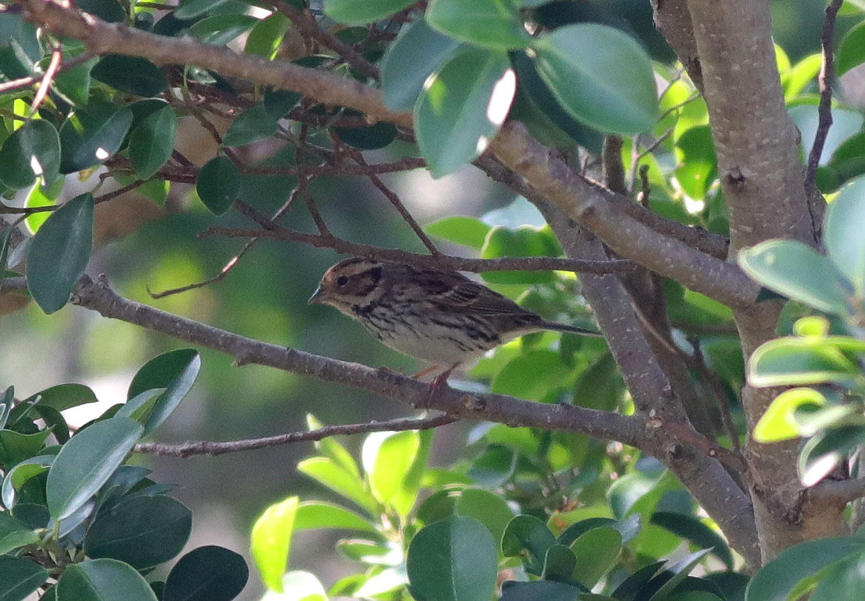 Little Bunting 1.JPG