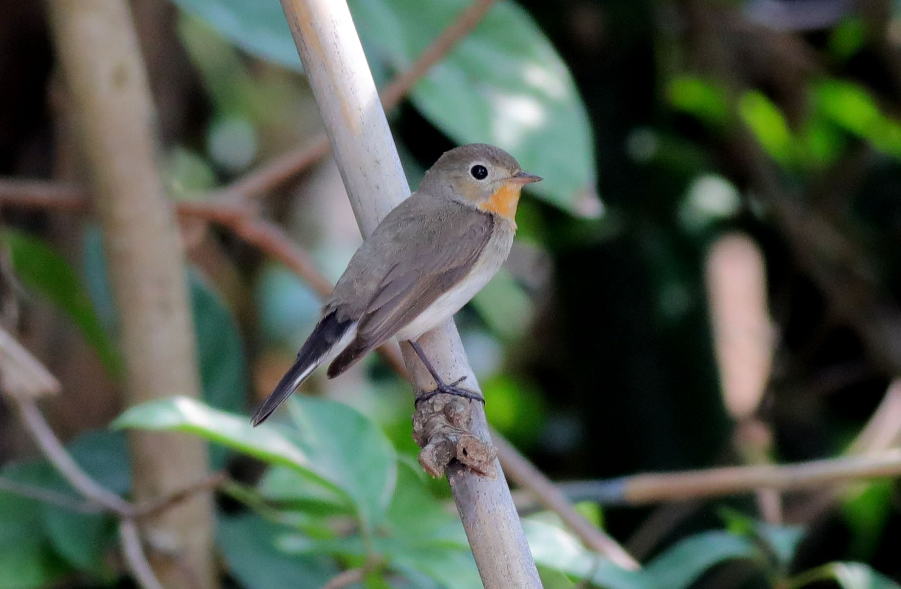 Red-throated Flycatcher 11.JPG