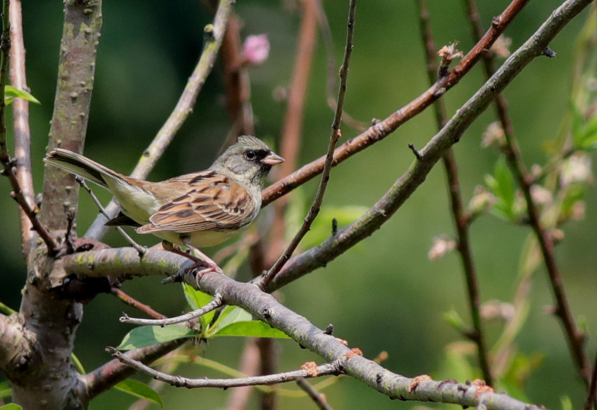 Black-faced Bunting 5.JPG