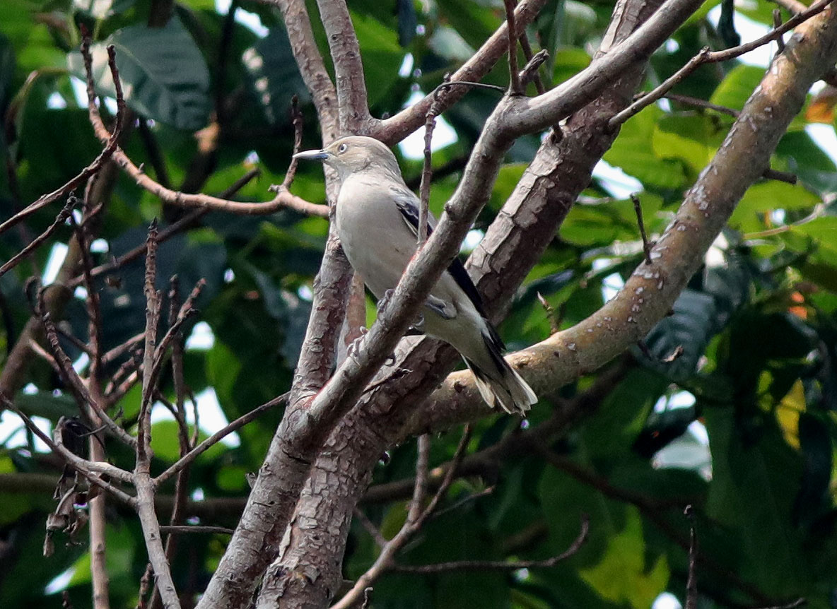 White-shouldered Starling 2.JPG